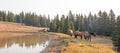 Small herds of wild horses at the grassy edge of a waterhole in the morning in the Pryor Mountains Wild Horse Range in Montana USA Royalty Free Stock Photo