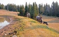 Small herds of wild horses at the grassy edge of a waterhole in the Pryor Mountains Wild Horse Range in Montana USA Royalty Free Stock Photo