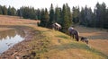 Small herds of wild horses at the grassy edge of a waterhole in the Pryor Mountains Wild Horse Range in Montana USA Royalty Free Stock Photo