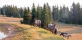 Small herds of wild horses at the grassy edge of a waterhole in the Pryor Mountains Wild Horse Range in Montana USA Royalty Free Stock Photo