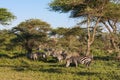 Small herds of zebras. Serengeti, Tanzanya Royalty Free Stock Photo