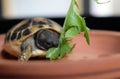 Small HermannÃâs Tortoise eats plant outside Royalty Free Stock Photo