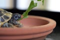 Small HermannÃâs Tortoise eats plant outside Royalty Free Stock Photo