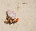 Small Hermit Crab