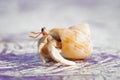 Small Hermit Crab Royalty Free Stock Photo