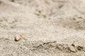 Small hermit crab in a conch shell crawling in the sand