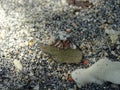 Small hermit crab