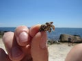 Small hermit crab held in a person`s hand