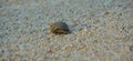 Small hermit crab hiding