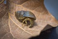 Small hermit crab with its beautiful black shell on a brown sheet Royalty Free Stock Photo