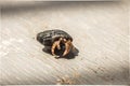 Small hermit crab with its beautiful black shell on grey background Royalty Free Stock Photo