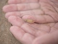 A small hermit crab on kid hands.