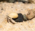 Small hermit crab crawling past line of small rocks on coral beach