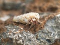 Small hermit crab in shell