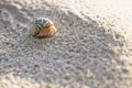 Small hermit crab in the sand of the island Koh Mook, Thailand