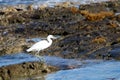 small heron white egret fishing by the sea on the rocks of the lagoon of a coral reef. little egret fishing to eat Royalty Free Stock Photo