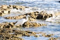 small heron white egret fishing by the sea on the rocks of the lagoon of a coral reef. little egret fishing to eat Royalty Free Stock Photo