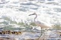 small heron white egret fishing by the sea on the rocks of the lagoon of a coral reef. little egret fishing to eat Royalty Free Stock Photo