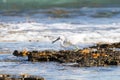 small heron white egret fishing by the sea on the rocks of the lagoon of a coral reef. little egret fishing to eat Royalty Free Stock Photo