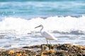 small heron white egret fishing by the sea on the rocks of the lagoon of a coral reef. little egret fishing to eat Royalty Free Stock Photo