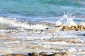 small heron white egret fishing by the sea on the rocks of the lagoon of a coral reef. little egret fishing to eat Royalty Free Stock Photo