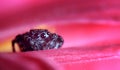 Small hiding jumping spider on a flower
