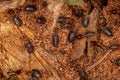 Small Higher Termites Royalty Free Stock Photo