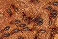 Small Higher Termites Royalty Free Stock Photo