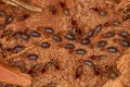 Small Higher Termites Royalty Free Stock Photo