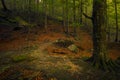 Small hiker path in the forest during daytime on a beautiful autumn day