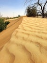 The small hill of desert sands with some trees and dry trees Royalty Free Stock Photo