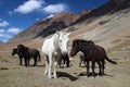 small himalayan horses high in mountains