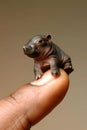 A small hippopotamus sits on a man& x27;s finger