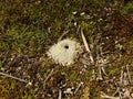 Small hole and dirt mound from ground bee insect