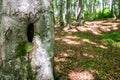 Small hole in the old beech wood tree in the deciduous woods Royalty Free Stock Photo