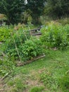 A small home vegetable patch. Royalty Free Stock Photo