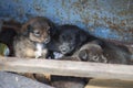 Small homeless puppies outdoors. Homeless dogs. Mongrel puppies. Pups of mutt