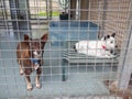 Small homeless shelter dogs in cage at the pound waiting for adoption