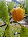 Small homemade growing bell pepper with raindrops Nature background Royalty Free Stock Photo