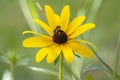 Small Honey Bee Collecting Pollen from a Black Eyed Susan Royalty Free Stock Photo