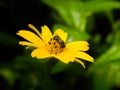 A small honey bee collecting pollen from a yellow Singapore daisy flower Royalty Free Stock Photo