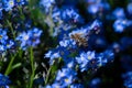 A small honey bee sits on a forget-me-not myosotis in spring and pollinates the blue flowers