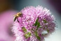 A small honeybee collecting pollen from a vibrant purple Allium Flower Royalty Free Stock Photo