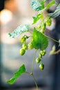 Small hops branch with hops cones