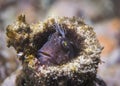 Small Horned blenny fish peeking out Royalty Free Stock Photo