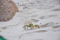 Small horned ghost crab crawling on the sand Royalty Free Stock Photo