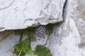 Small hornet`s nest with wasp on the wall of the house Royalty Free Stock Photo