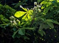 Small imature horse chestnuts on the tree in late summer