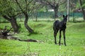 Small horse. Small horse galloping. Foal runs on green background Royalty Free Stock Photo