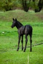 Small horse. Small horse galloping. Foal runs on green background Royalty Free Stock Photo